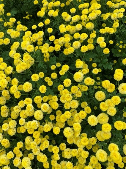 Tanacetum Amazone growing in trial beds